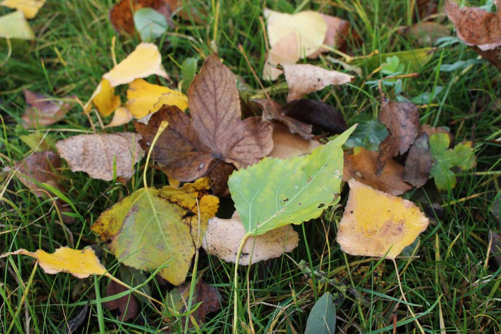 Herbstlaub liegt auf einer Wiese