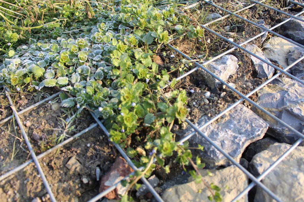 Zarte Pflanzen im Drahtgeflecht